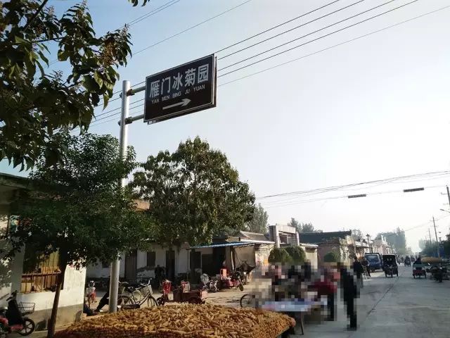 如何找到云臺冰菊？怎樣找到云臺冰菊？